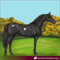 Horse Color:Smoky Black Skewed Appaloosa 