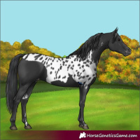 Horse Color:Black Skewed Appaloosa 