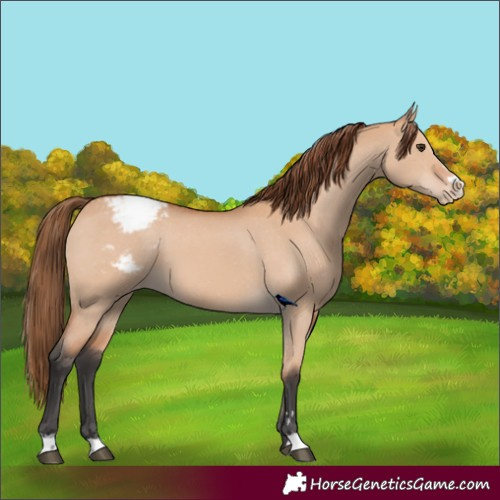 Horse Color:Bay Dun Appaloosa 