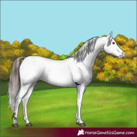Horse Color:Bay Dun Appaloosa