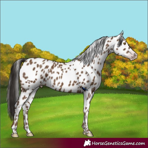 Horse Color:Gray Classic Champagne Appaloosa 