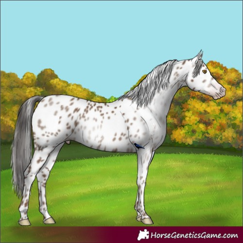 Horse Color:Gray Classic Champagne Leopard 