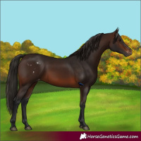 Horse Color:Gray Bay Skewed Appaloosa