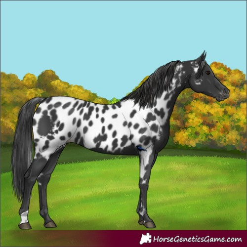 Horse Color:Black Skewed Appaloosa 