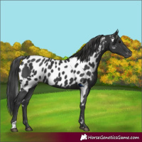 Horse Color:Black Skewed Appaloosa