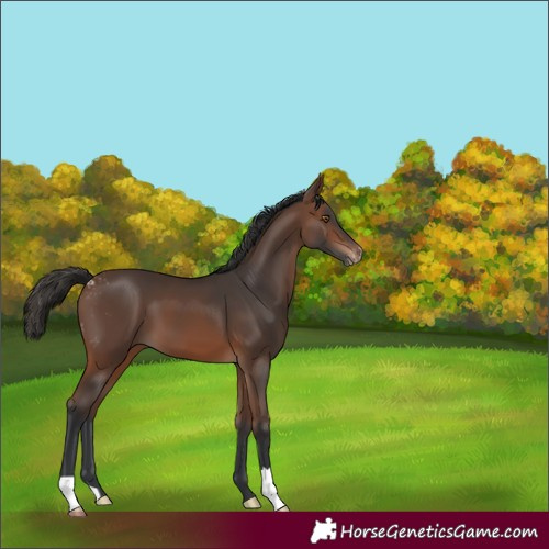 Horse Color:Brown Skewed Appaloosa 