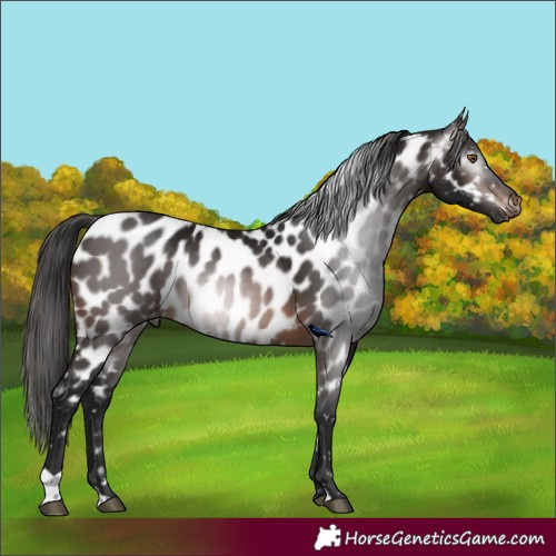 Horse Color:Gray Brown Appaloosa 