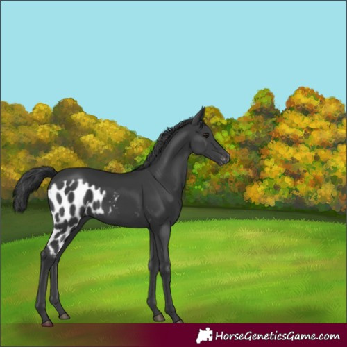 Horse Color:Black Skewed Appaloosa 