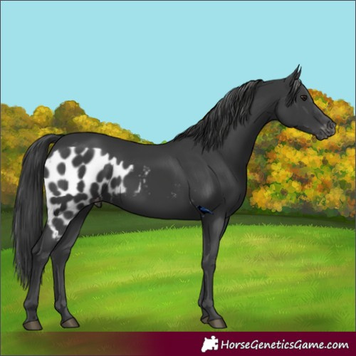 Horse Color:Black Skewed Appaloosa 
