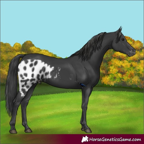 Horse Color:Black Skewed LP Spotted 