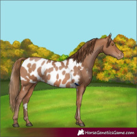 Horse Color:Brown Pearl Skewed Appaloosa 