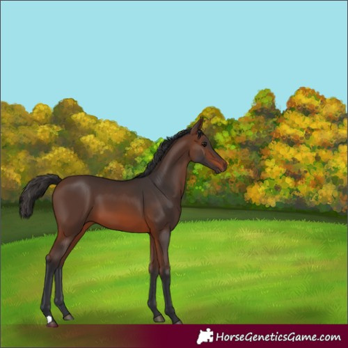 Horse Color:Brown 