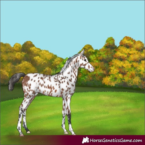 Horse Color:Bay Skewed Appaloosa 
