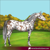 Horse Color:Bay Skewed LP Spotted 