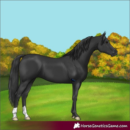 Horse Color:Black 