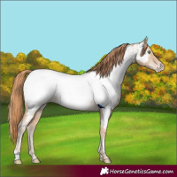 Horse Color:Smoky Black Pearl Near Fewspot