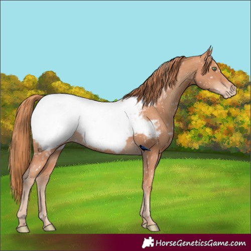Horse Color:Gold Champagne Appaloosa 
