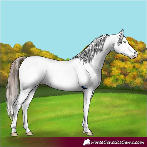 Horse Color:Amber Champagne Appaloosa Rabicano 