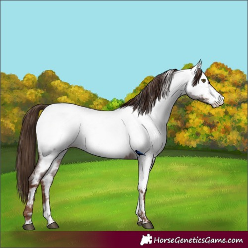 Horse Color:Liver Red Roan Appaloosa 