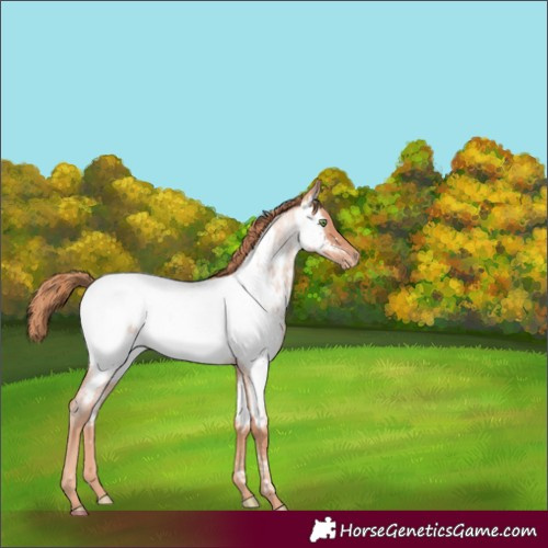Horse Color:Gold Champagne Roan Appaloosa 