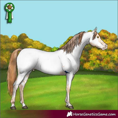 Horse Color:Bay Roan Pearl Appaloosa and Classic Champagne Pearl Appaloosa