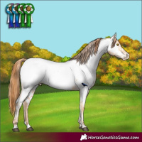 Horse Color:Bay Roan Pearl Appaloosa and Classic Champagne Pearl Appaloosa