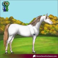 Horse Color:Bay Roan Pearl Appaloosa  and Classic Champagne Pearl Appaloosa 