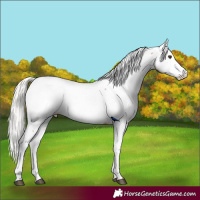 Horse Color:Silver Bay Fewspot Rabicano 