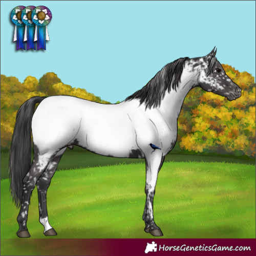 Horse Color:Black Appaloosa Rabicano