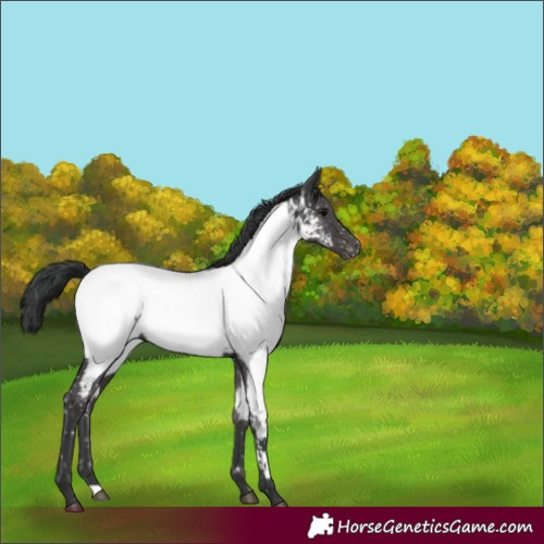 Horse Color:Black Appaloosa Rabicano