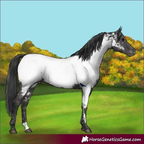 Horse Color:Black Appaloosa Rabicano 