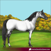 Horse Color:Black Appaloosa Rabicano