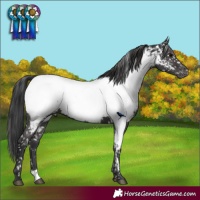 Horse Color:Black Appaloosa Rabicano 