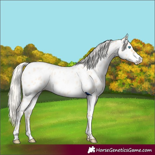 Horse Color:Silver Buckskin Roan Pearl Appaloosa Rabicano 