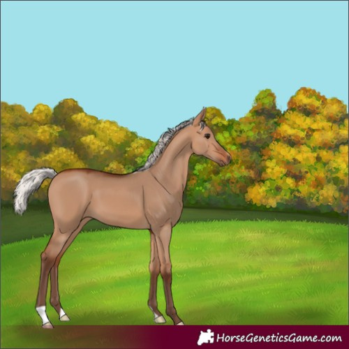 Horse Color:Silver Bay Dun 