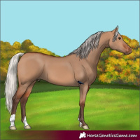 Horse Color:Silver Bay Dun 