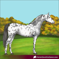 Horse Color:Gray Brown Appaloosa 