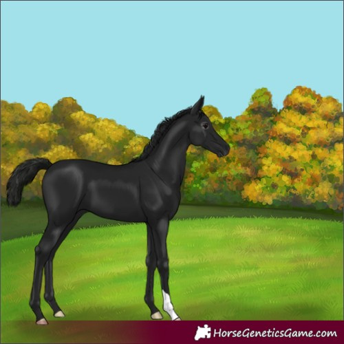 Horse Color:Gray Black