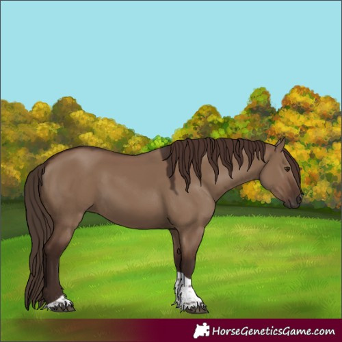 Horse Color:Liver Red Dun Tobiano Rabicano 