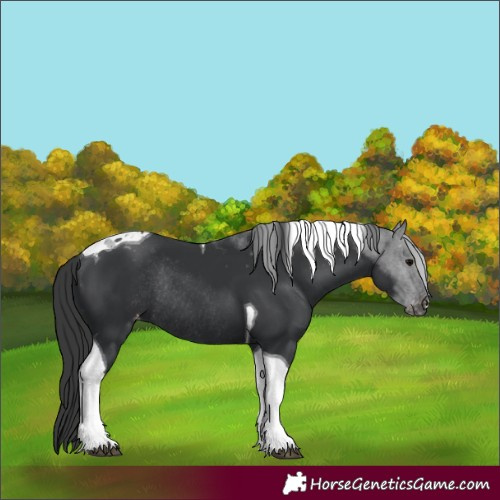 Horse Color:Black Tobiano Appaloosa Rabicano 