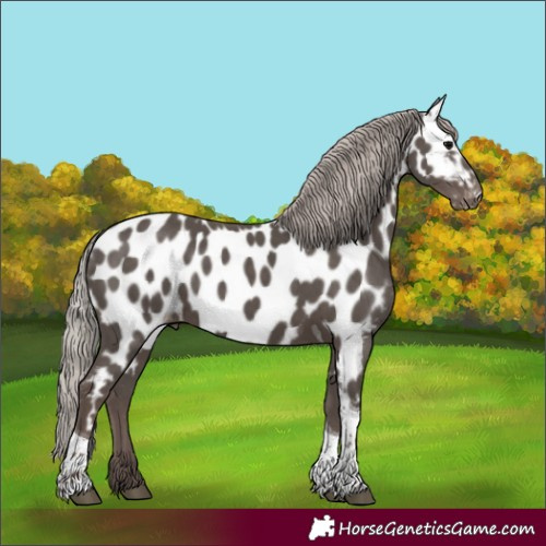 Horse Color:Silver Black Tobiano Appaloosa Rabicano 