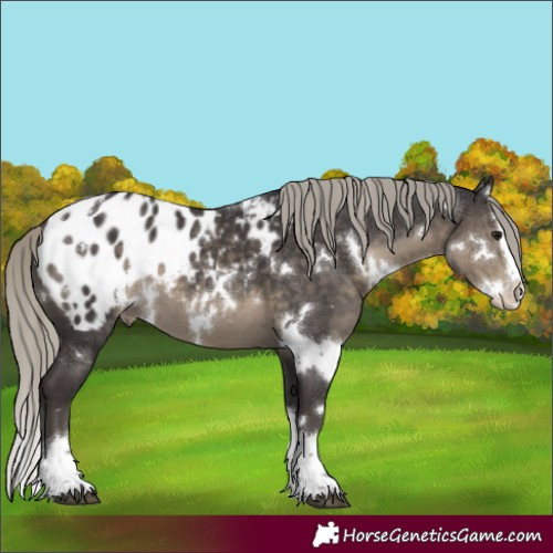 Horse Color:White Spotted Silver Smoky Black Splash Appaloosa 