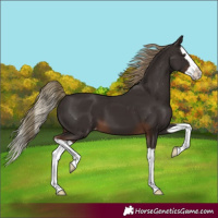 Horse Color:Liver Chestnut Splash Appaloosa 