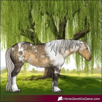 Horse Color:White Spotted Silver Buckskin Dun Tobiano Brindle