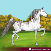 Horse Color:Gray Chestnut Sabino Splash Rabicano