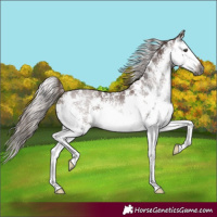 Horse Color:Gray Chestnut Sabino Splash Rabicano 