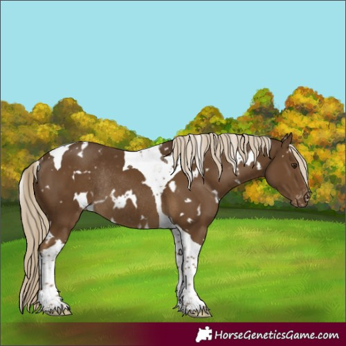 Horse Color:White Spotted Chocolate Palomino Tobiano Varnish Rabicano 