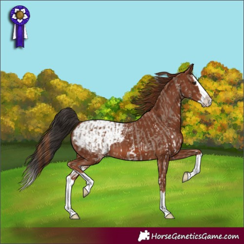 Horse Color:Liver Red Dun Sabino Splash  and Chestnut Splash Appaloosa 