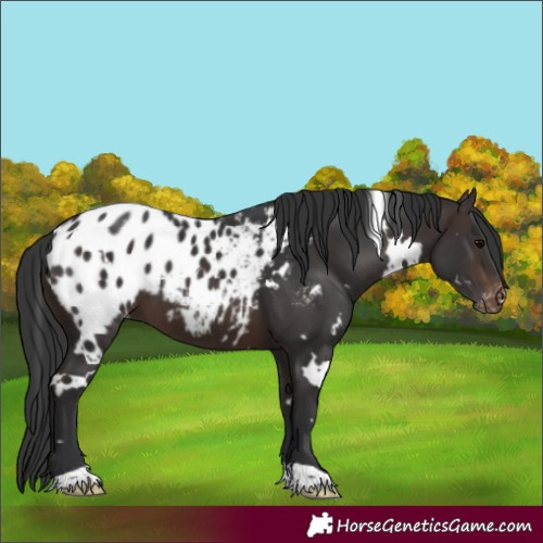 Horse Color:White Spotted Brown Appaloosa 
