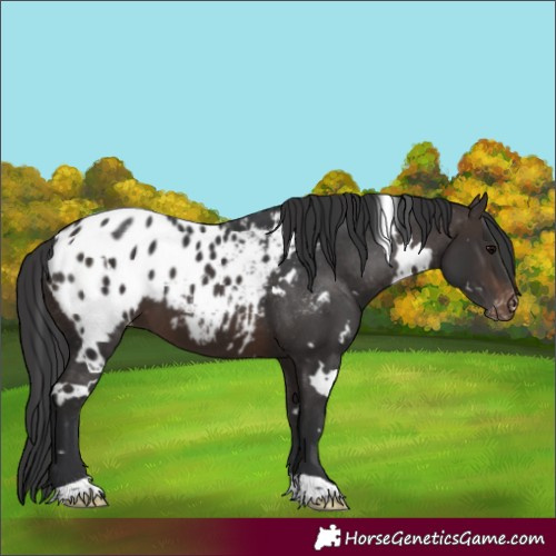 Horse Color:White Spotted Brown Blanket 